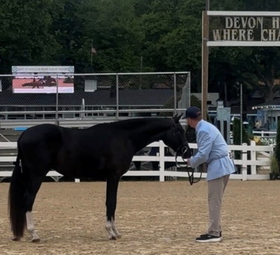 Anderin's Enzo